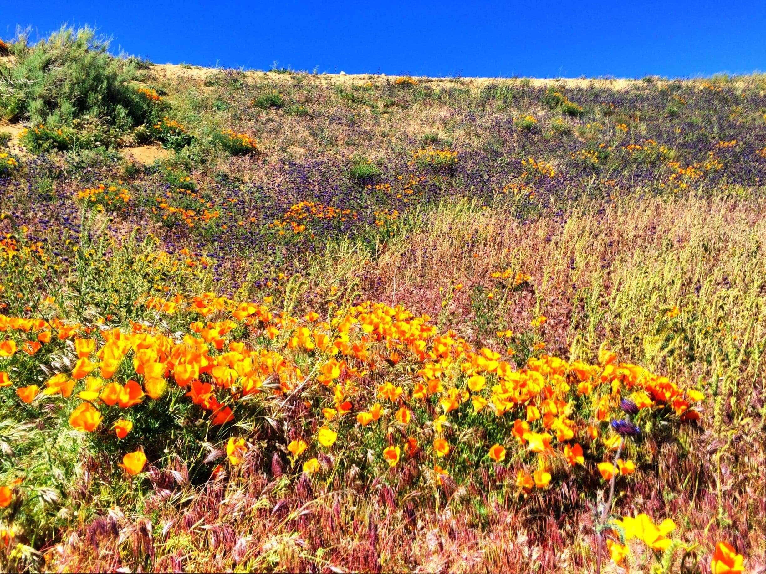 Wild flowers in full bloom near Elizabeth Lake, just off Munz Road