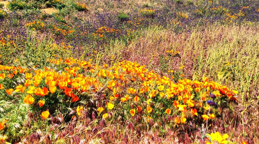 Wild flowers in full bloom near Elizabeth Lake, just off Munz Road