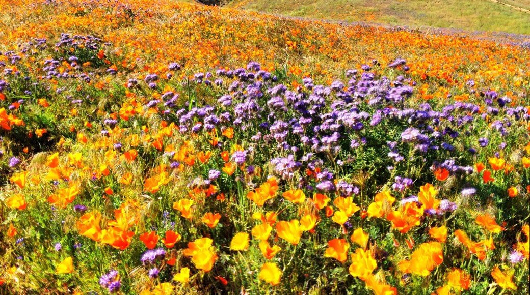 Munz Road overlooking Lake Elizabeth