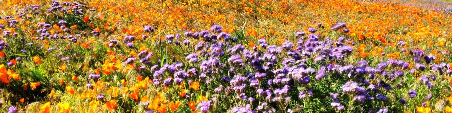 Munz Road overlooking Lake Elizabeth