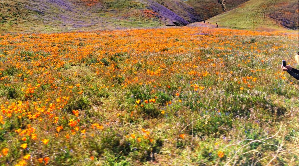 Munz Road overlooking Elizabeth Lake