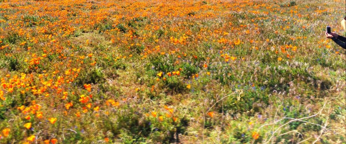 Munz Road overlooking Elizabeth Lake