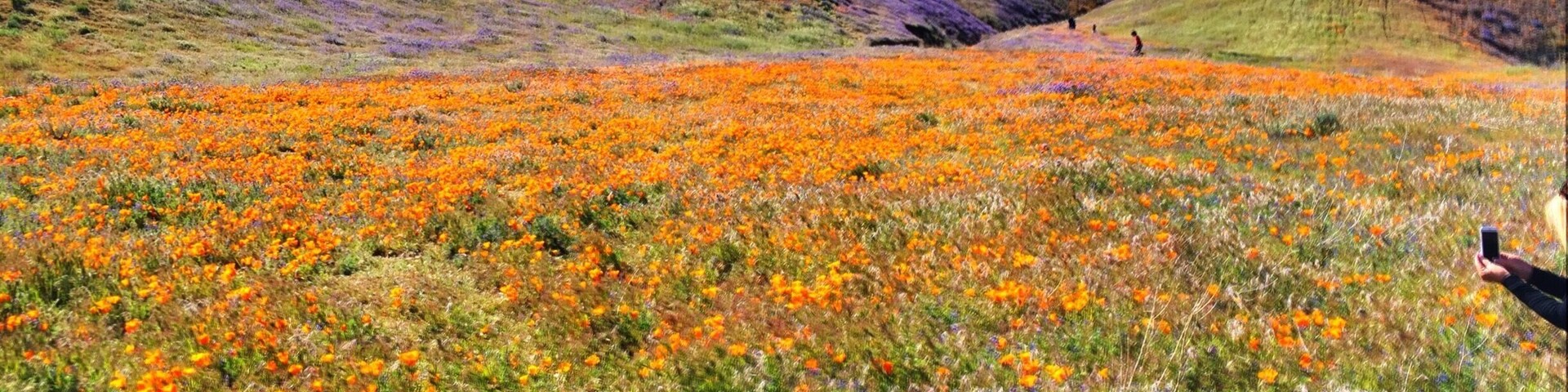Munz Road overlooking Elizabeth Lake