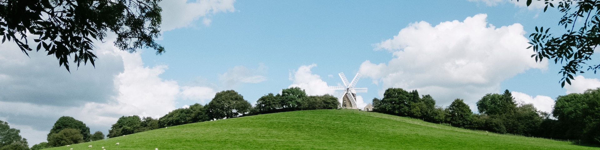 Campo verde com ovelhas pastando, um moinho de vento e árvores sob um céu azul.