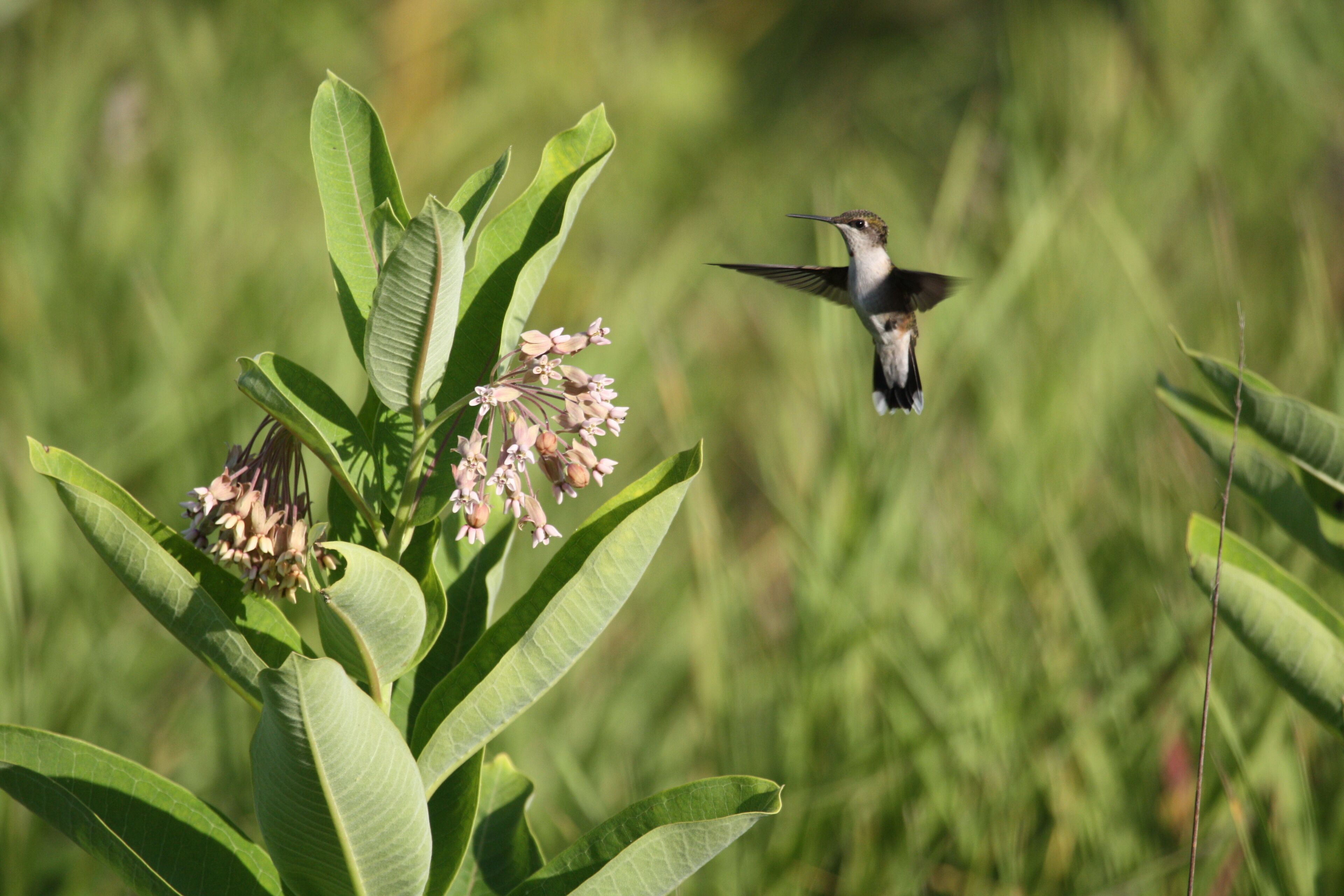 female ruby throat humming bird 


