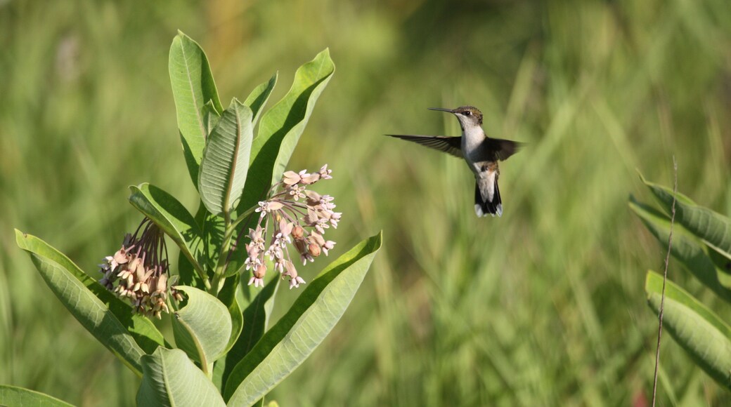 female ruby throat humming bird