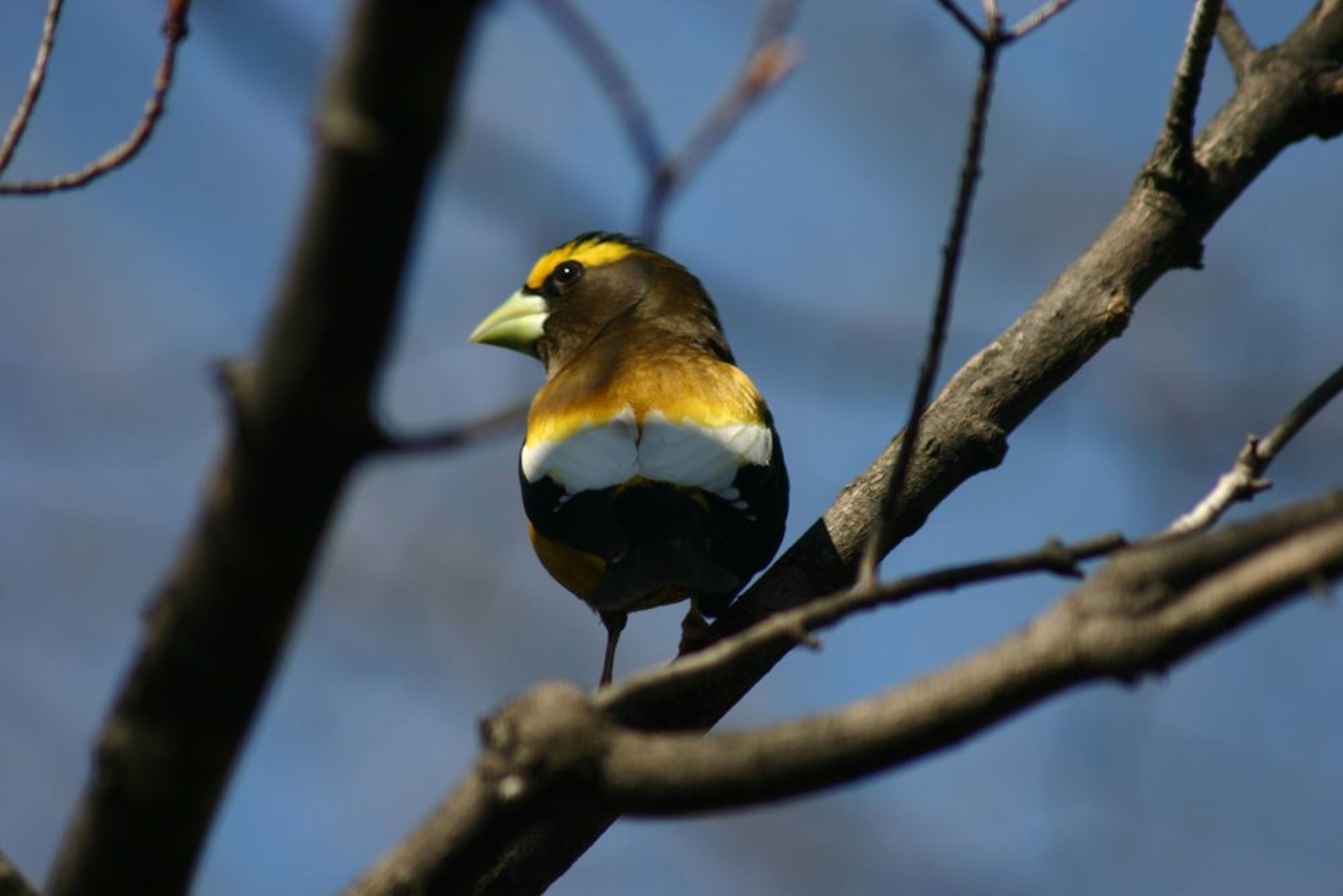 Evening grosbeak