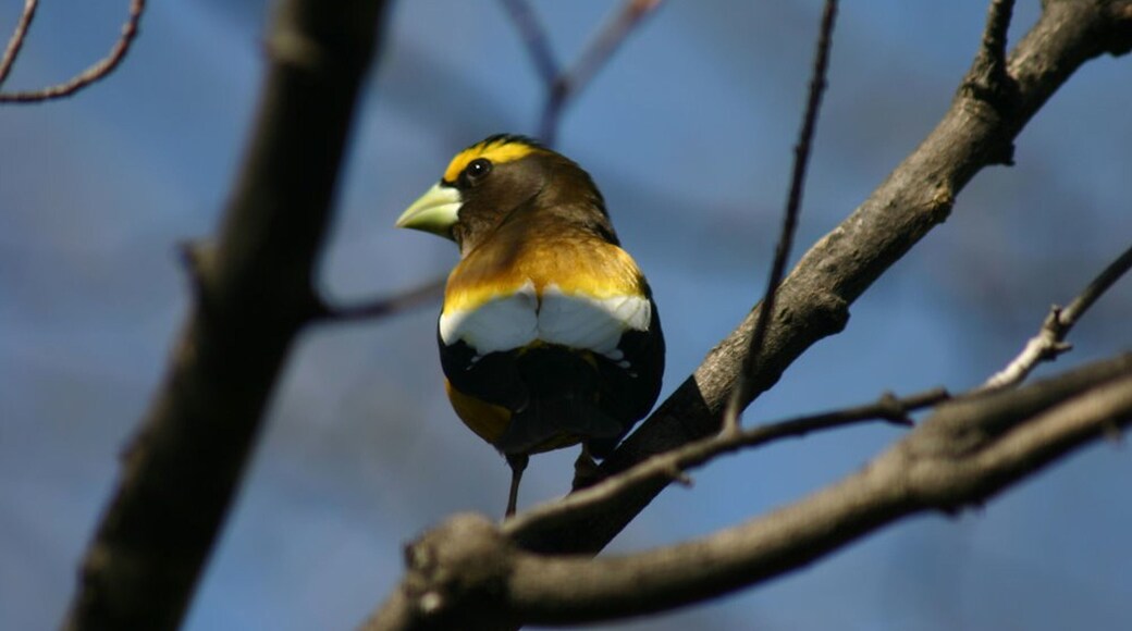 Evening grosbeak