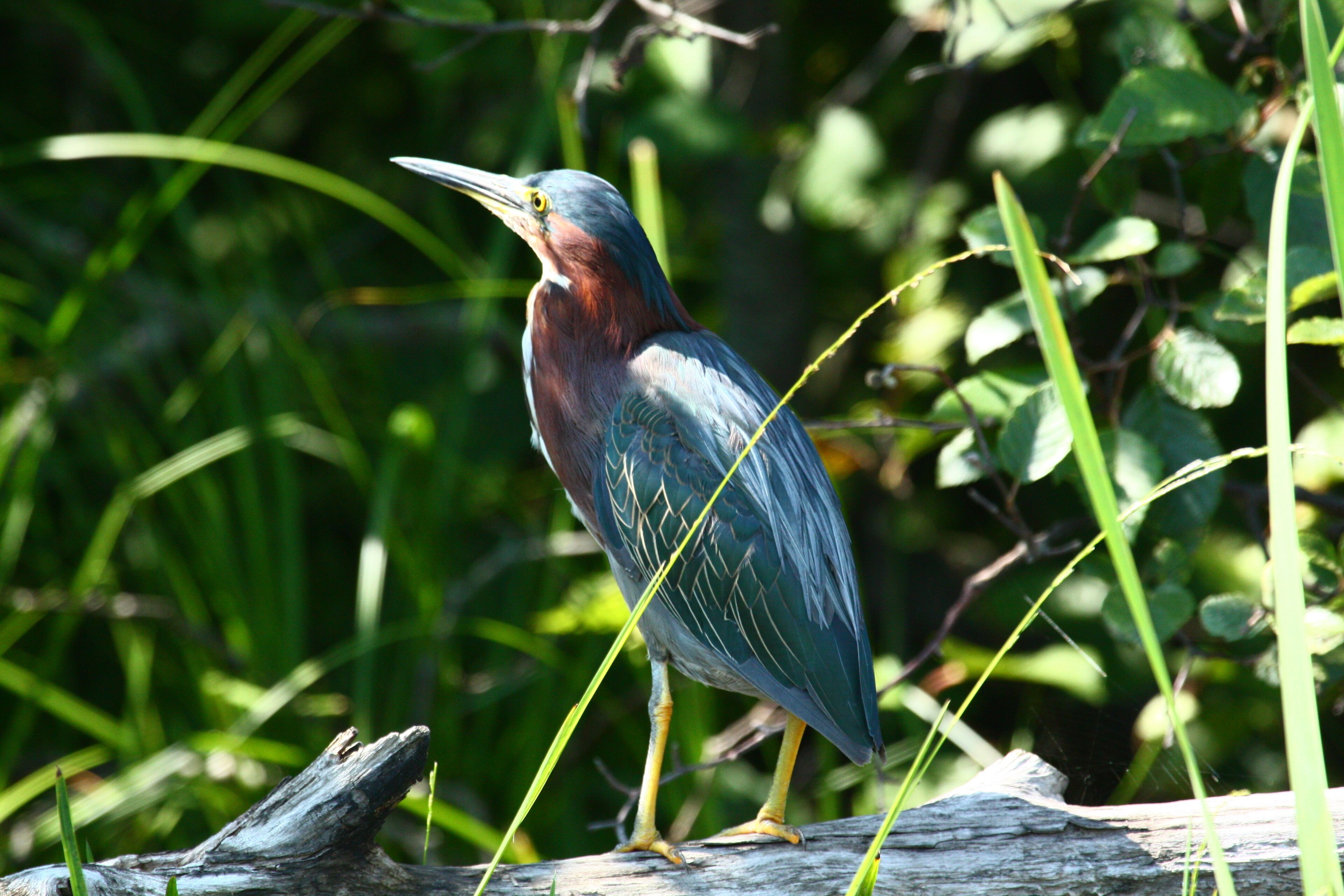 Heron while I was kayaking