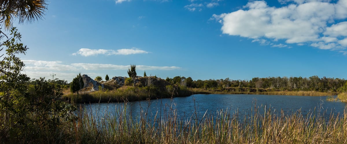 A lake surrounded by trees and grass.
