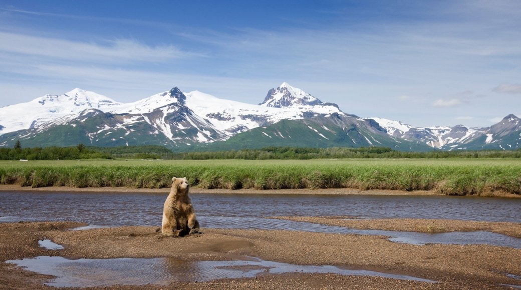 Grizzly Bear, Hallo Bay, Katmai National Park, Alaska