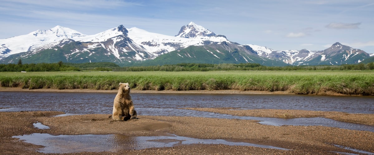 A bear standing by a river with snow-capped mountains in the background.