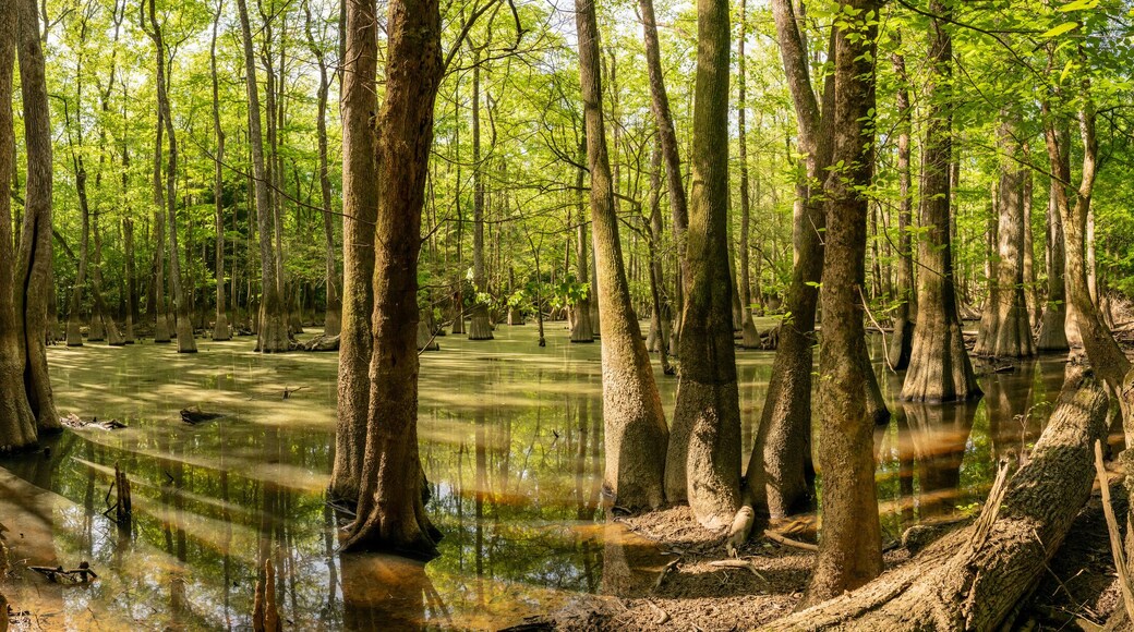 Panorama of Water Filled Trees along the King Snake Trail