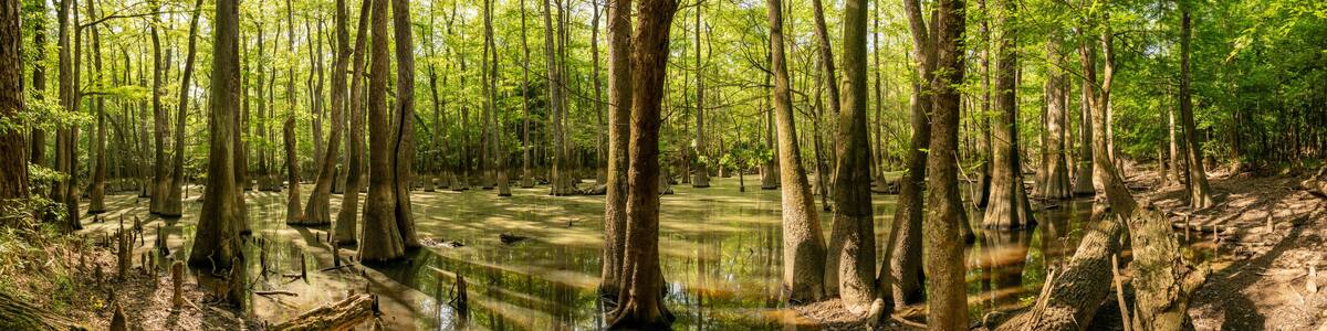 Panorama of Water Filled Trees along the King Snake Trail