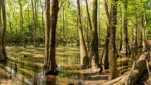 Panorama of Water Filled Trees along the King Snake Trail