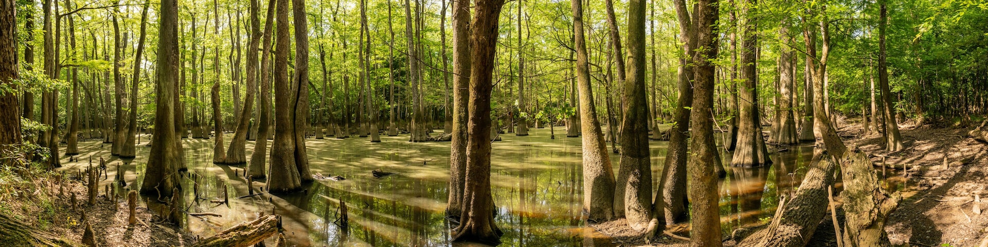 Panorama of Water Filled Trees along the King Snake Trail