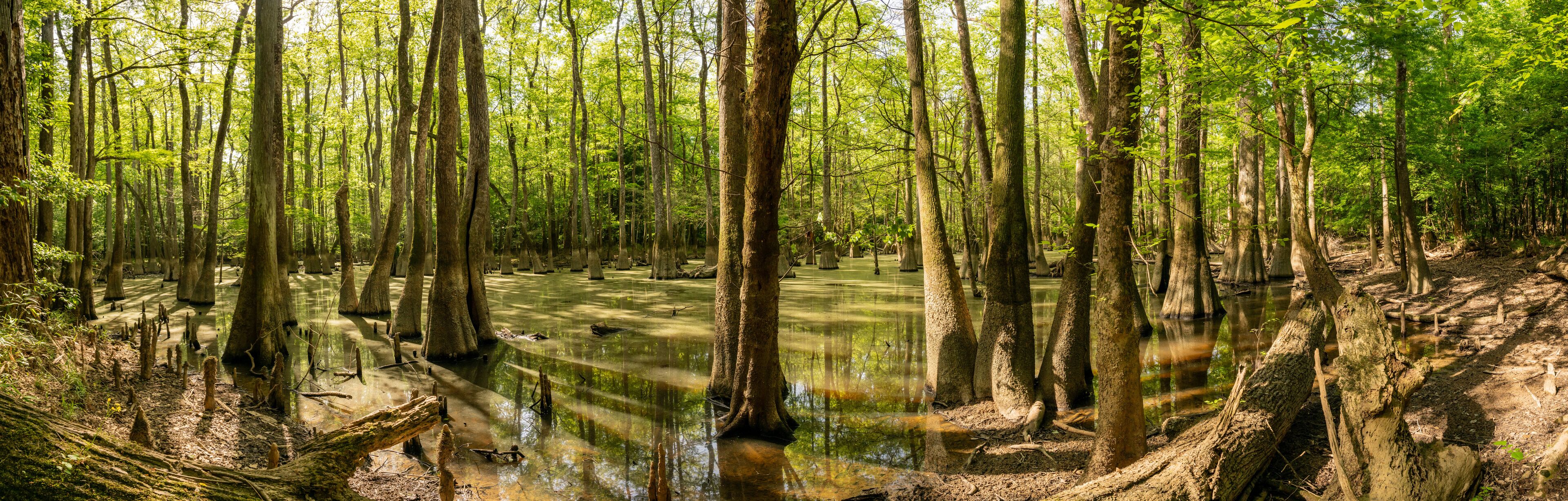 A swampy forest with tall trees and water reflecting sunlight.