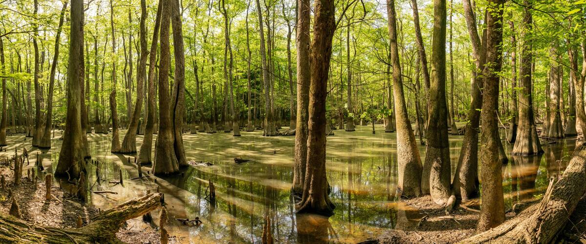 A swampy forest with tall trees and water reflecting sunlight.