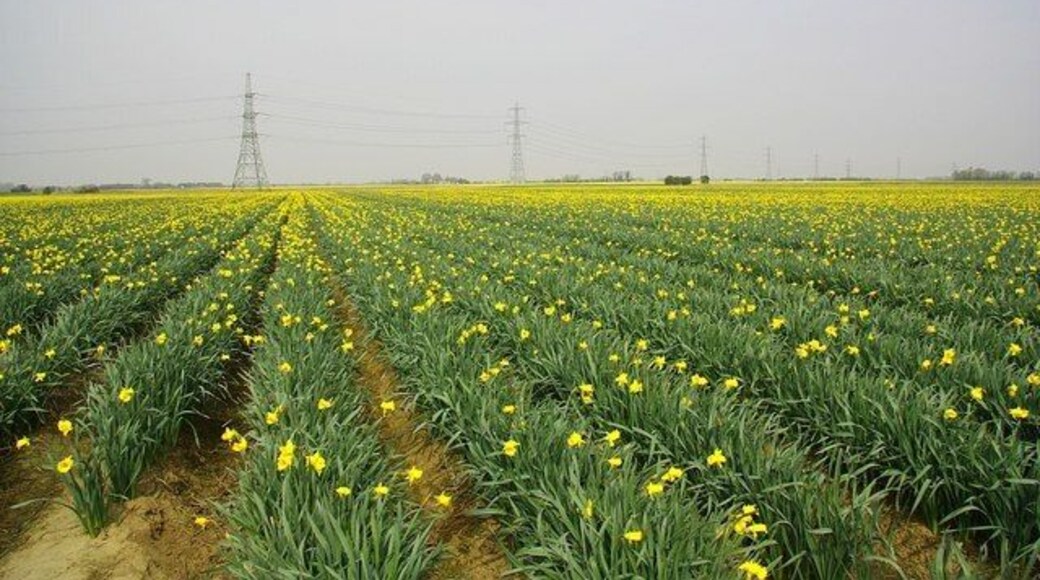 Acres of daffodils off Hall Gate