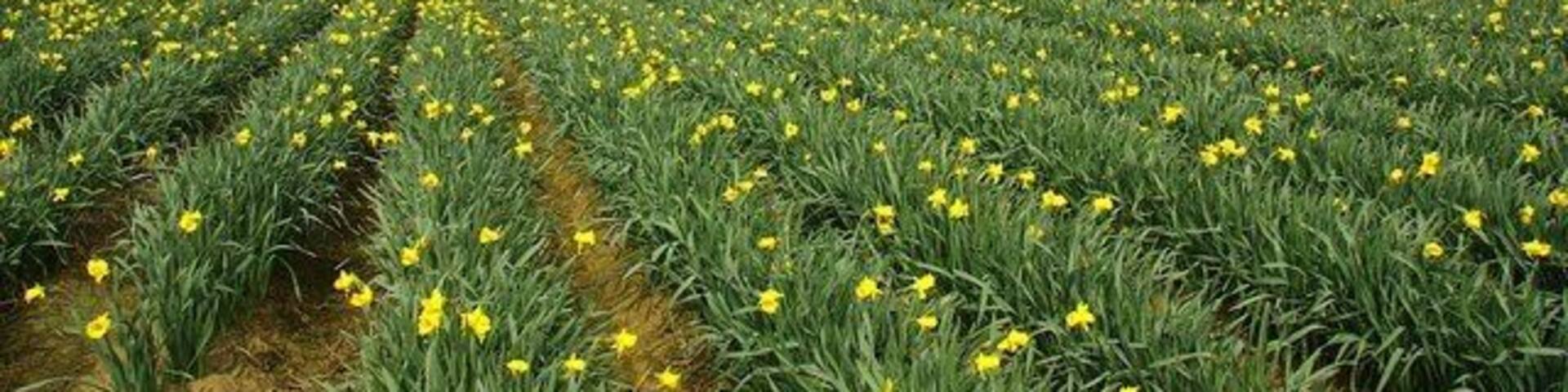 Acres of daffodils off Hall Gate