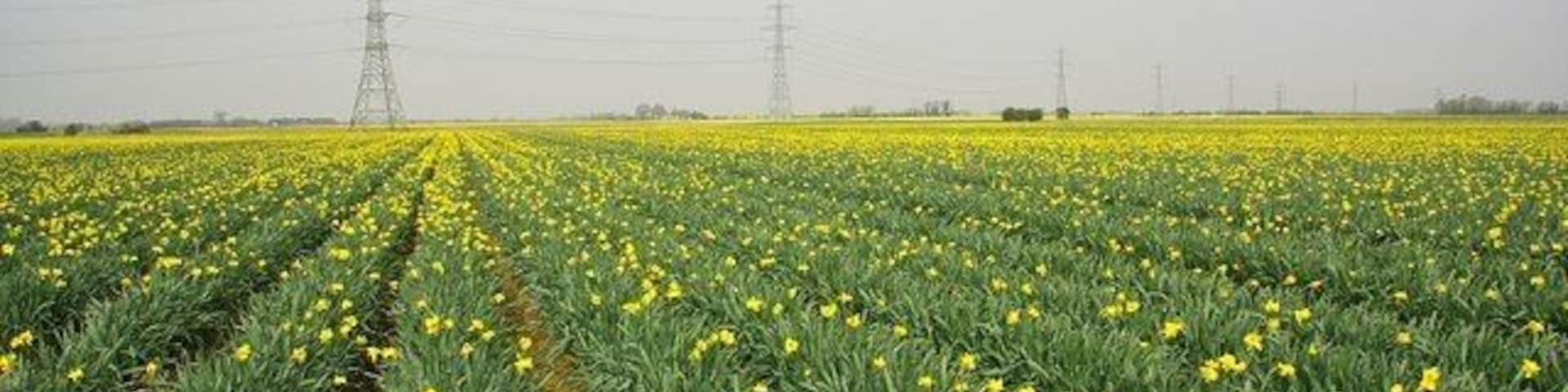 Acres of daffodils off Hall Gate