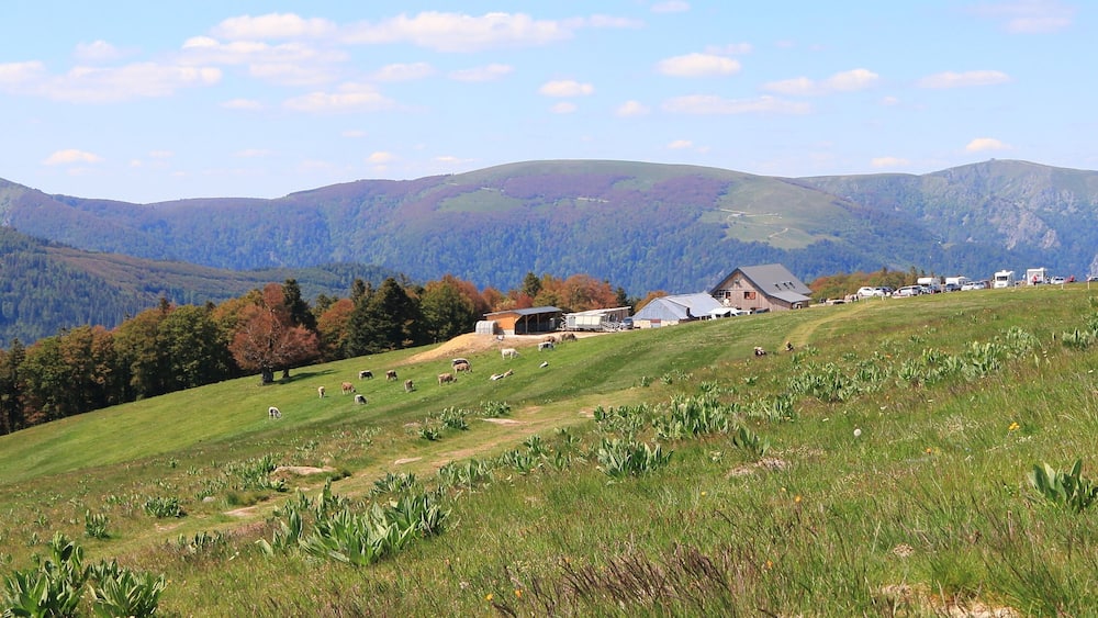 Paysage de la Vallée de Munster en Alsace avec ses vaches et randonneurs