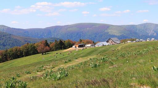 塞爾旺斯-米耶蘭