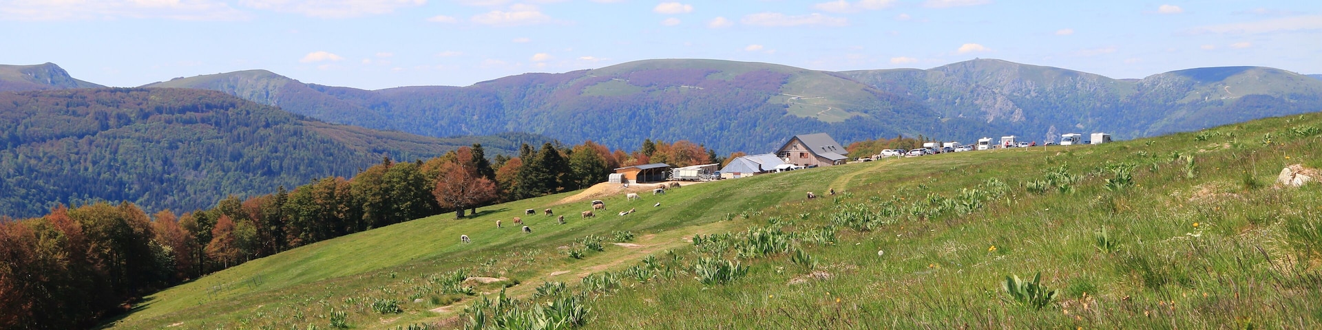 Paysage de la Vallée de Munster en Alsace avec ses vaches et randonneurs