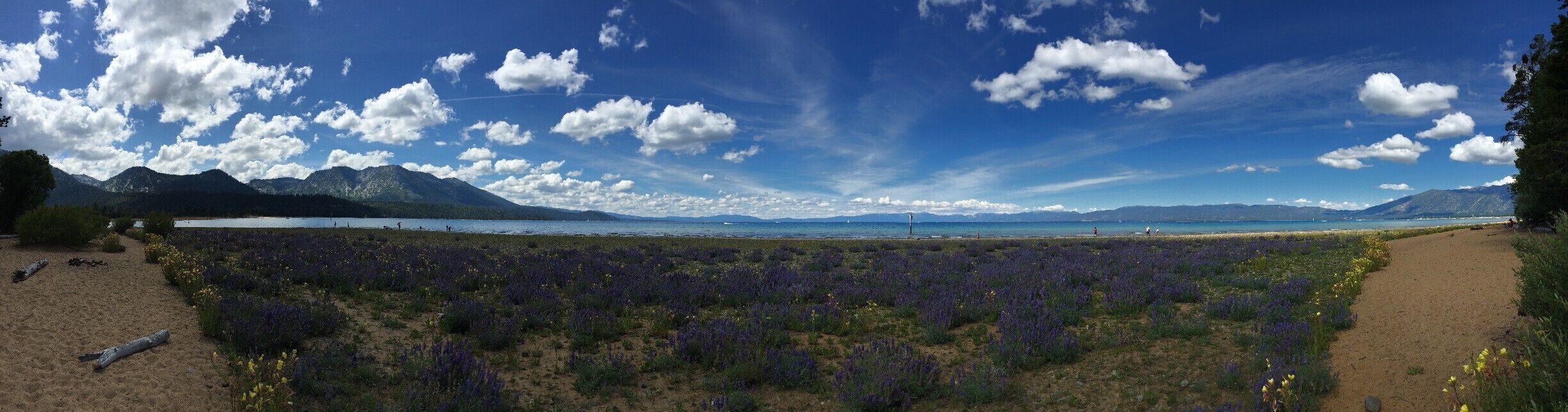 A beach with purple flowers, mountains, and a clear blue sky.