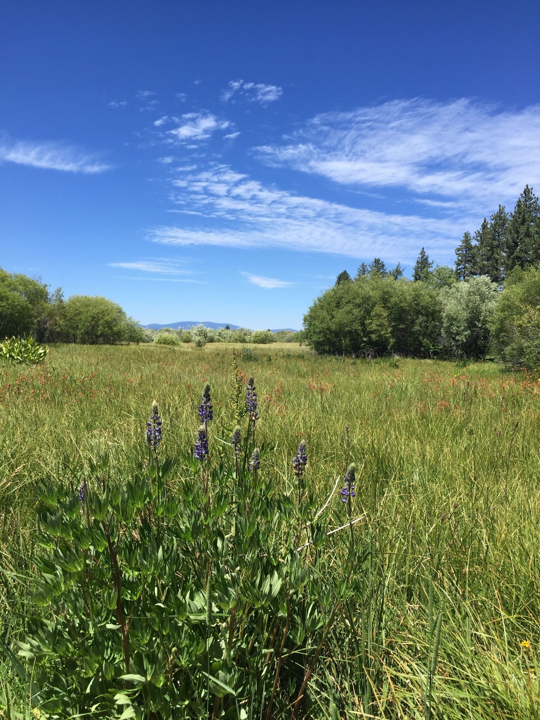It was a glorious day in South Lake Tahoe! Fresh Air and blue skies....ahhhhh!