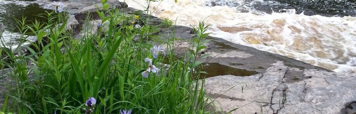 I loved running into the wild irises on a walk along the Sturgeon River in the UP of #puremichigan. The only thing was, you couldn't stop very long until the mosquitoes swarmed. It was worth this shot, though. The water is brown from all the iron in the area. This is not the falls itself. I didn't have enough time to go all the way to it. Be sure to have mosquito repellant or they will eat you alive :-)