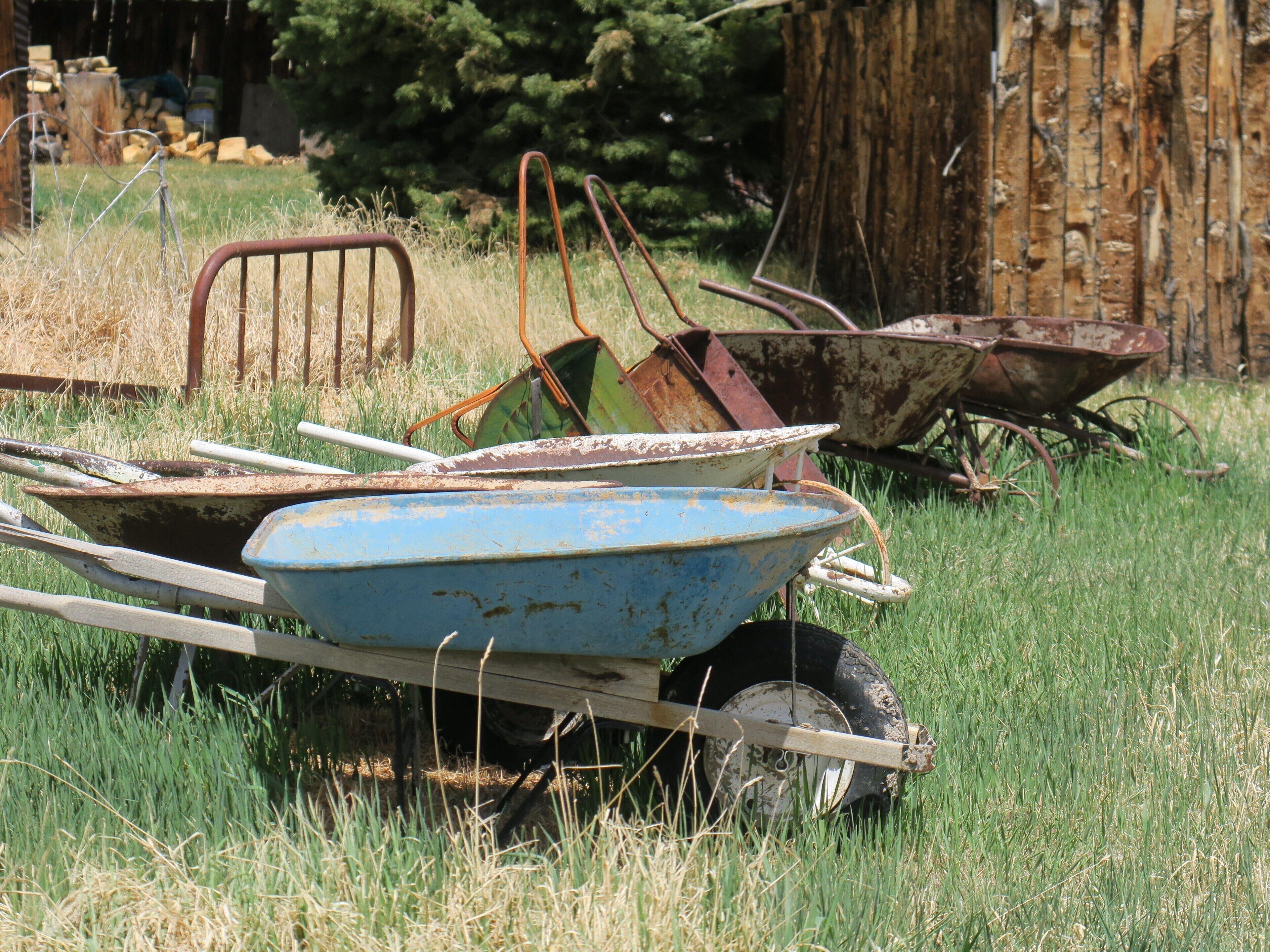 A blue wheelbarrow with a wooden frame, a rusty metal chair, and a wooden wheelbarrow in a grassy field.