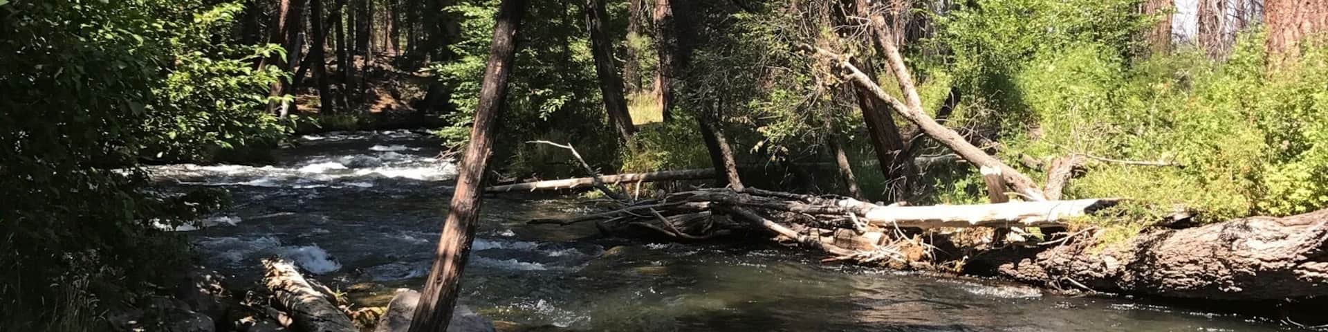 A forested area with a clear stream flowing through it.