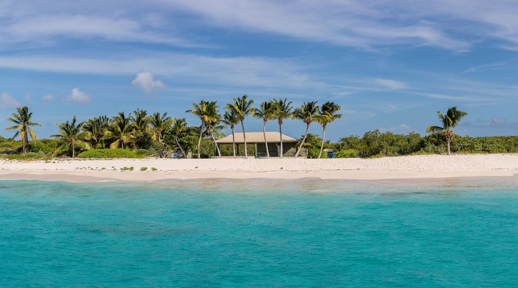 Prickly Pear in Anguilla, Bristih West Indies