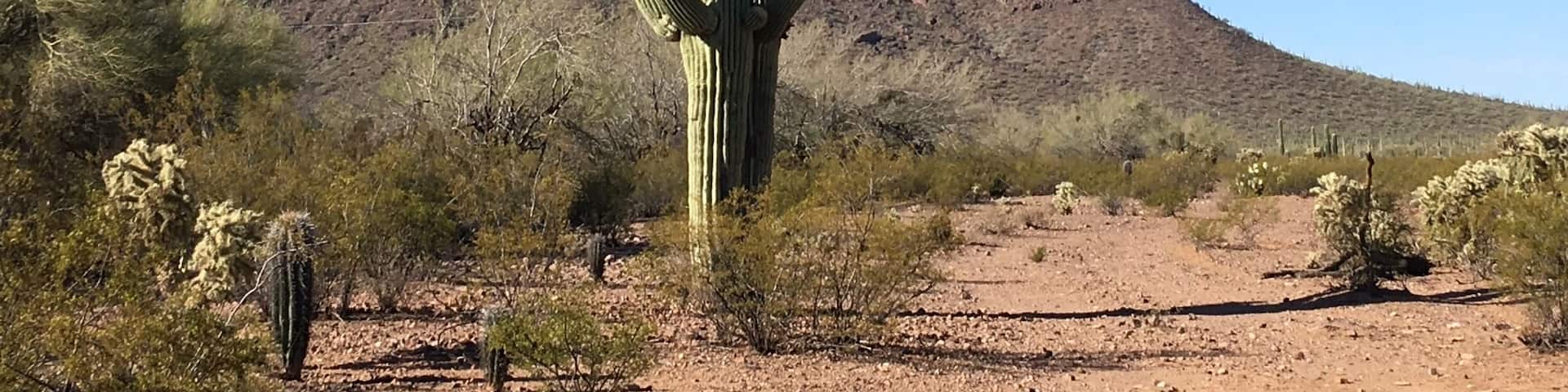 Early morning ride in the desert for breakfast amongst the Saguaro Cactus
#troveontuesday