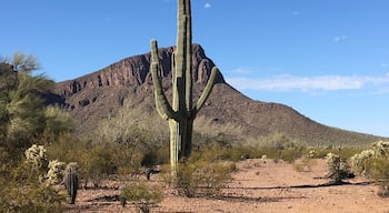 Early morning ride in the desert for breakfast amongst the Saguaro Cactus
#troveontuesday