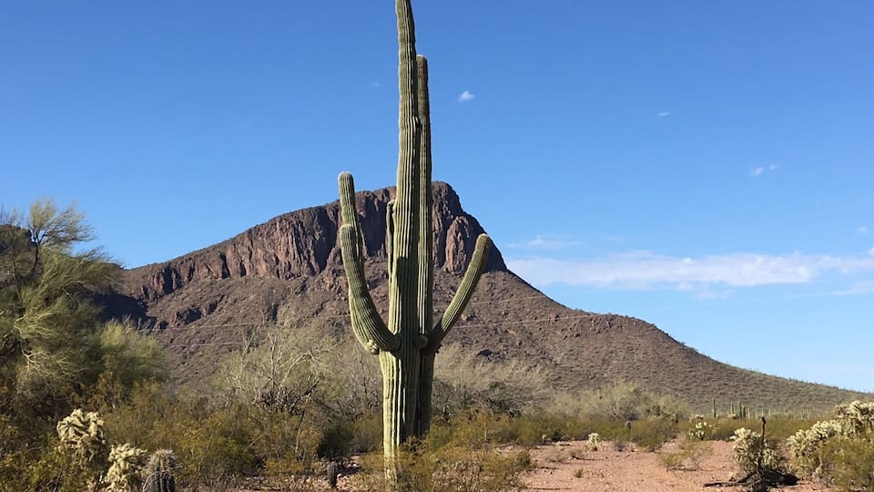 Early morning ride in the desert for breakfast amongst the Saguaro Cactus
#troveontuesday