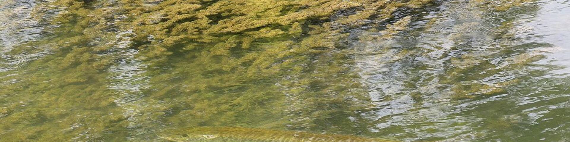 A decent sized tiger musky in a shallow clear area right off the main lake basin. I estimated the size of this fish at 38 to 40 inches. I have caught muskies up to 49 inches in this lake. I always love to get photos of fish in natural habitat and muskies are close to impossible to find in open water.