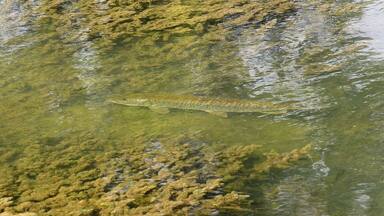 A decent sized tiger musky in a shallow clear area right off the main lake basin. I estimated the size of this fish at 38 to 40 inches. I have caught muskies up to 49 inches in this lake. I always love to get photos of fish in natural habitat and muskies are close to impossible to find in open water.