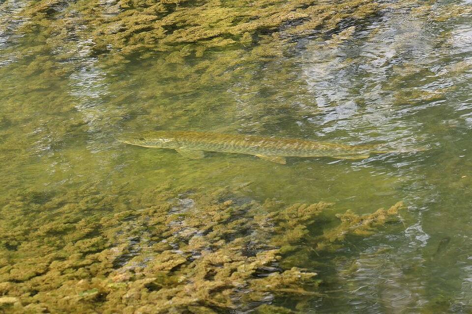 Een vis zwemt in helder water met alg op de rotsen.