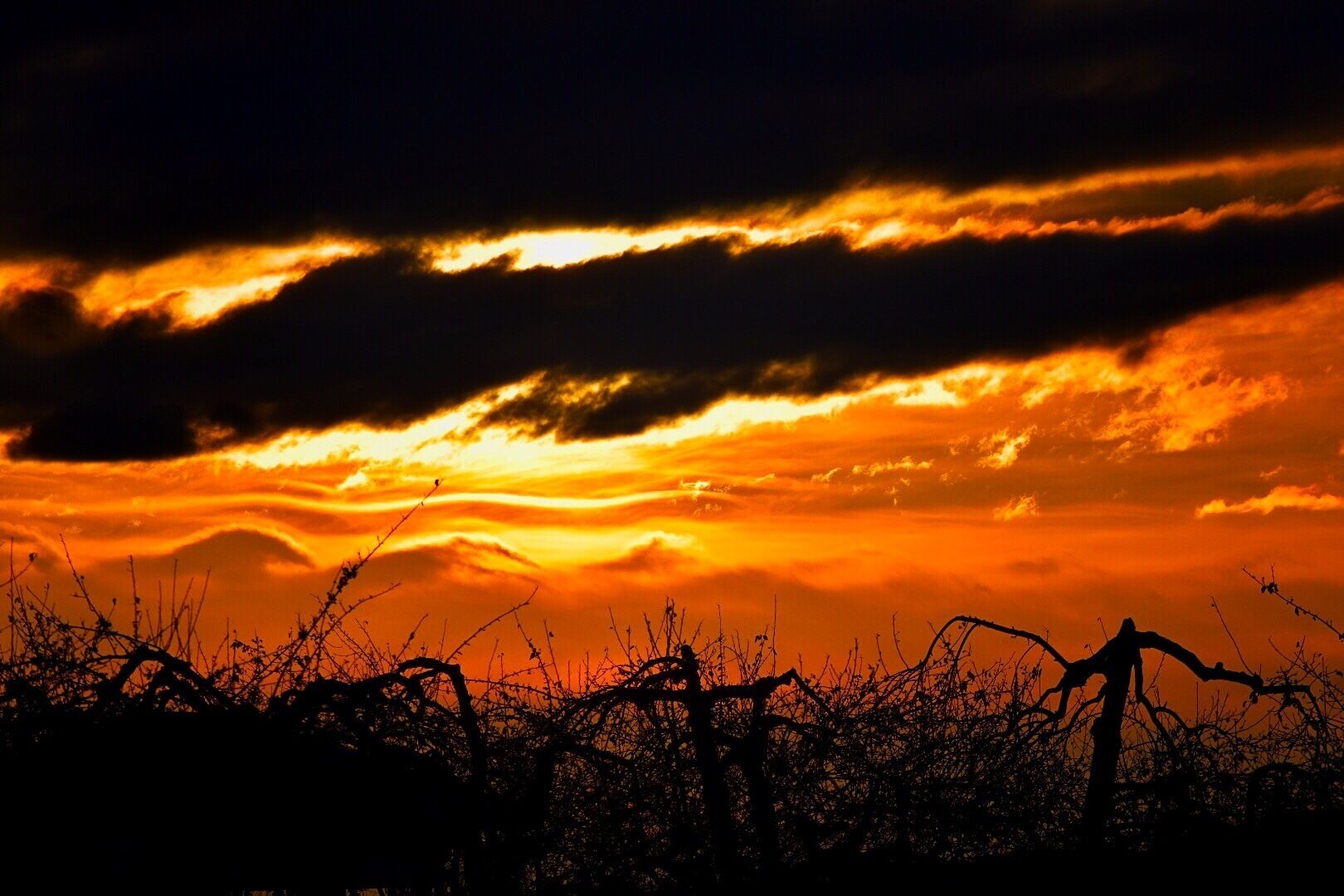 A scenic view across an apple orchard as the winter sun sets.  Photo taken by Kent’s Hill academy.