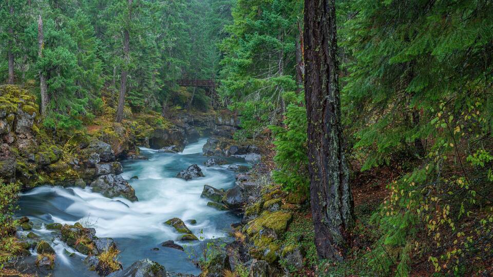 A forest stream with rocks and moss, surrounded by dense green trees.