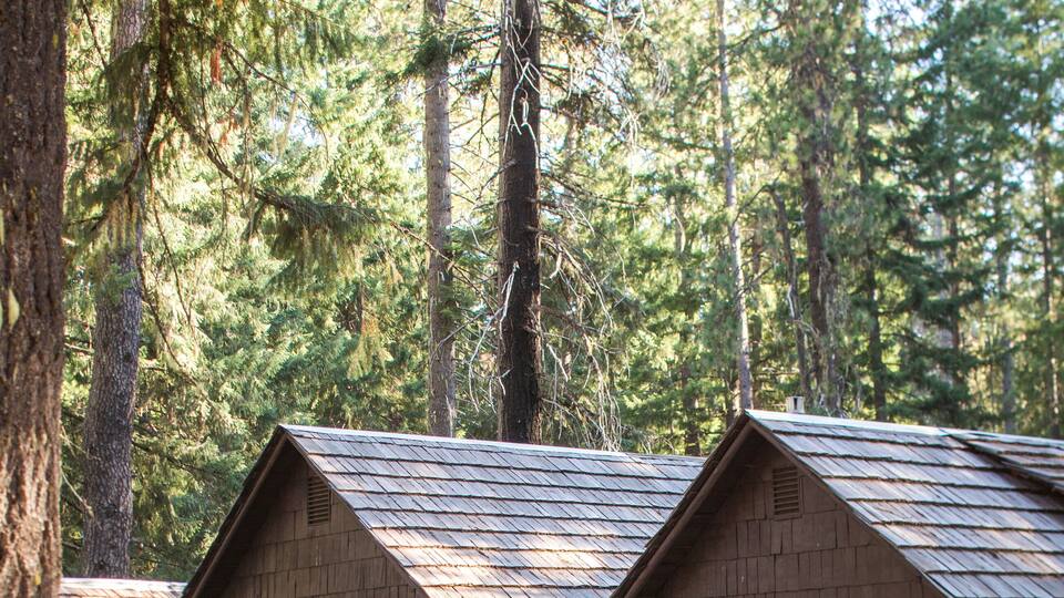 A row of wooden cabins surrounded by tall pine trees.
