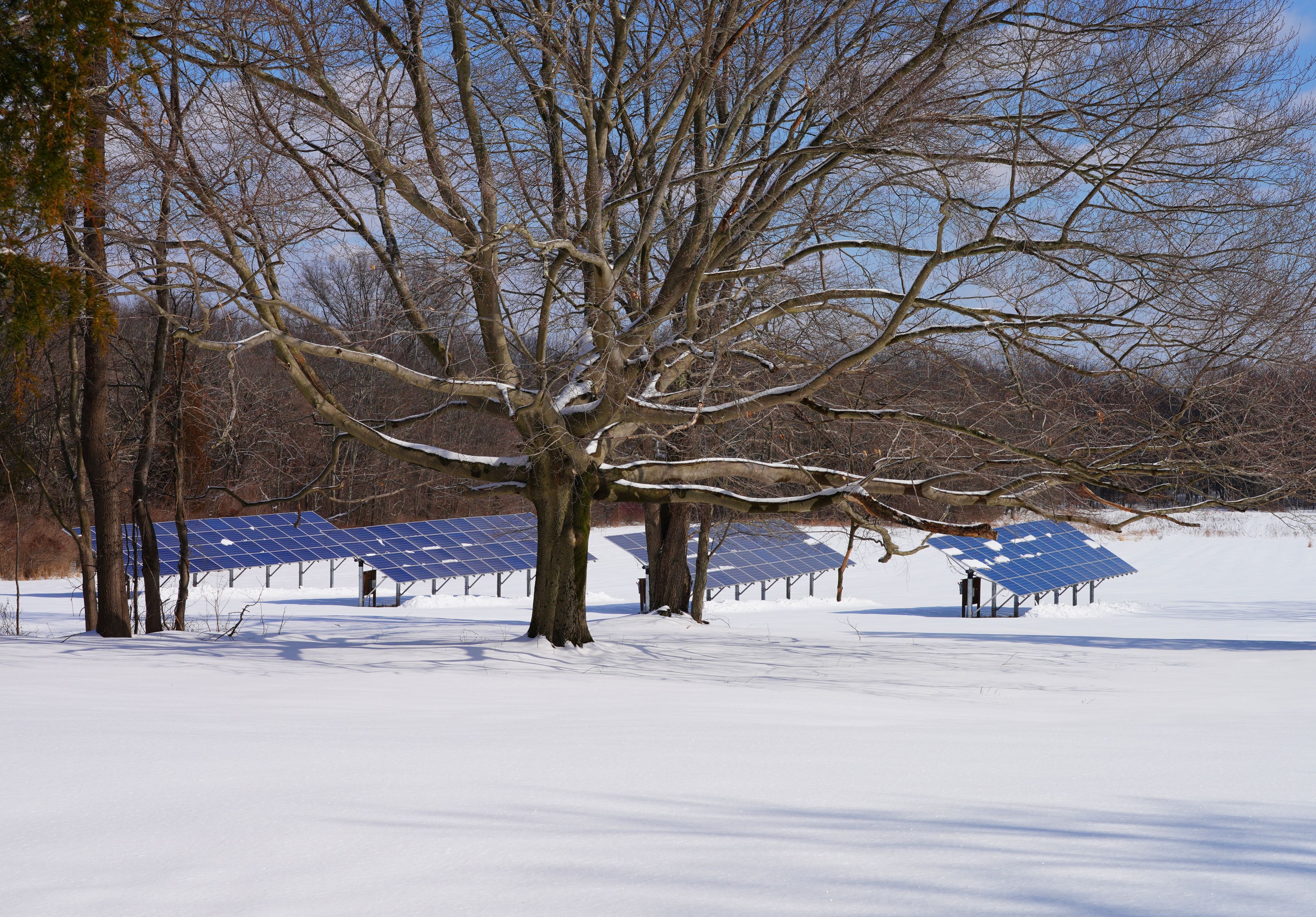A snow-covered landscape with bare trees and solar panels.
