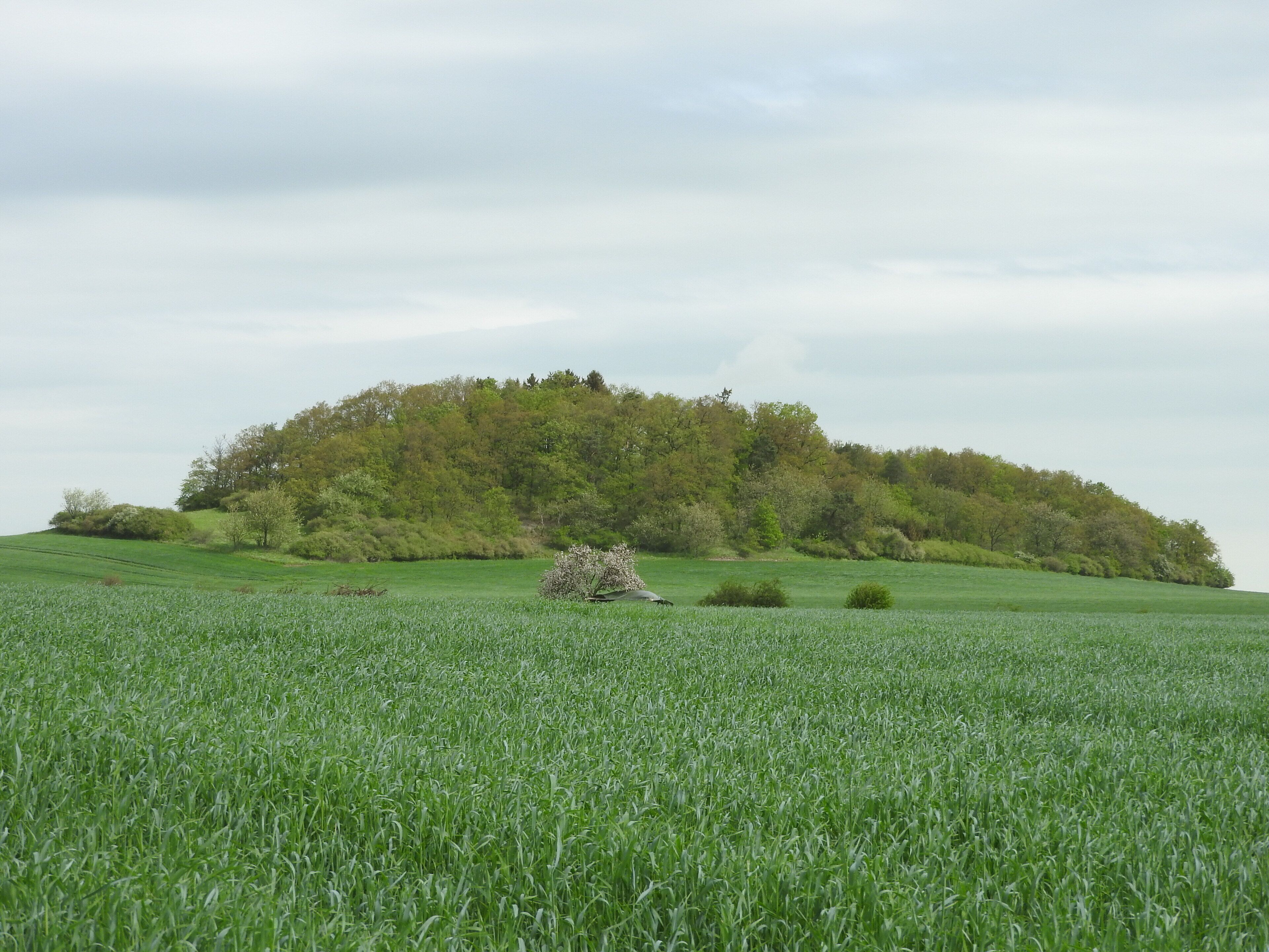 A green field with a hill in the background.
