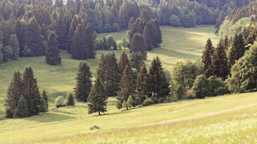 Üppige grüne Landschaft mit verschiedenen Baumarten, darunter Nadel- und Laubgehölze, erstreckt sich über sanfte Hügel.