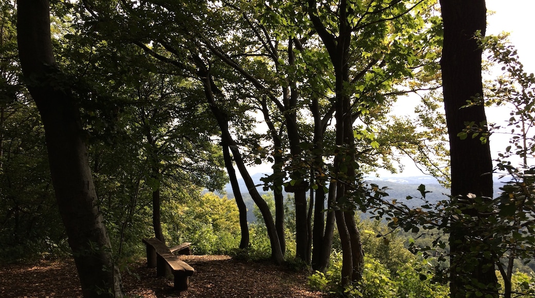 Aussichtspunkt Silberklippe (491 m) am Werra-Burgen-Steig Hessen (X5H)