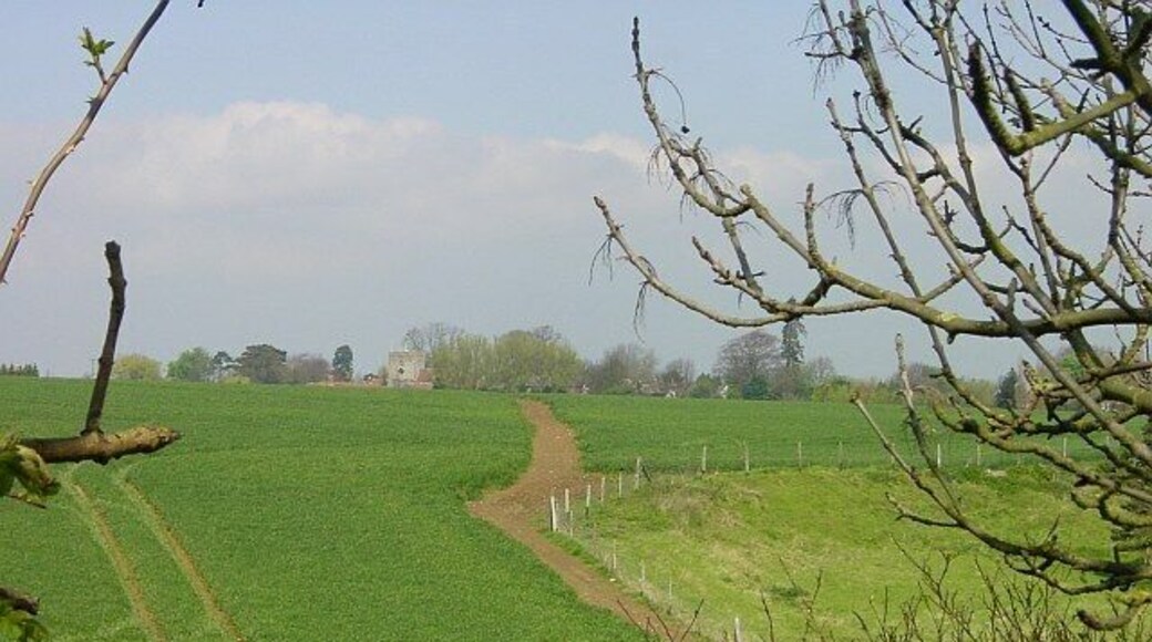 Footpath from Hearts Delight to Borden church. Public footpaths in this area are well defined even where they cross a growing crop.