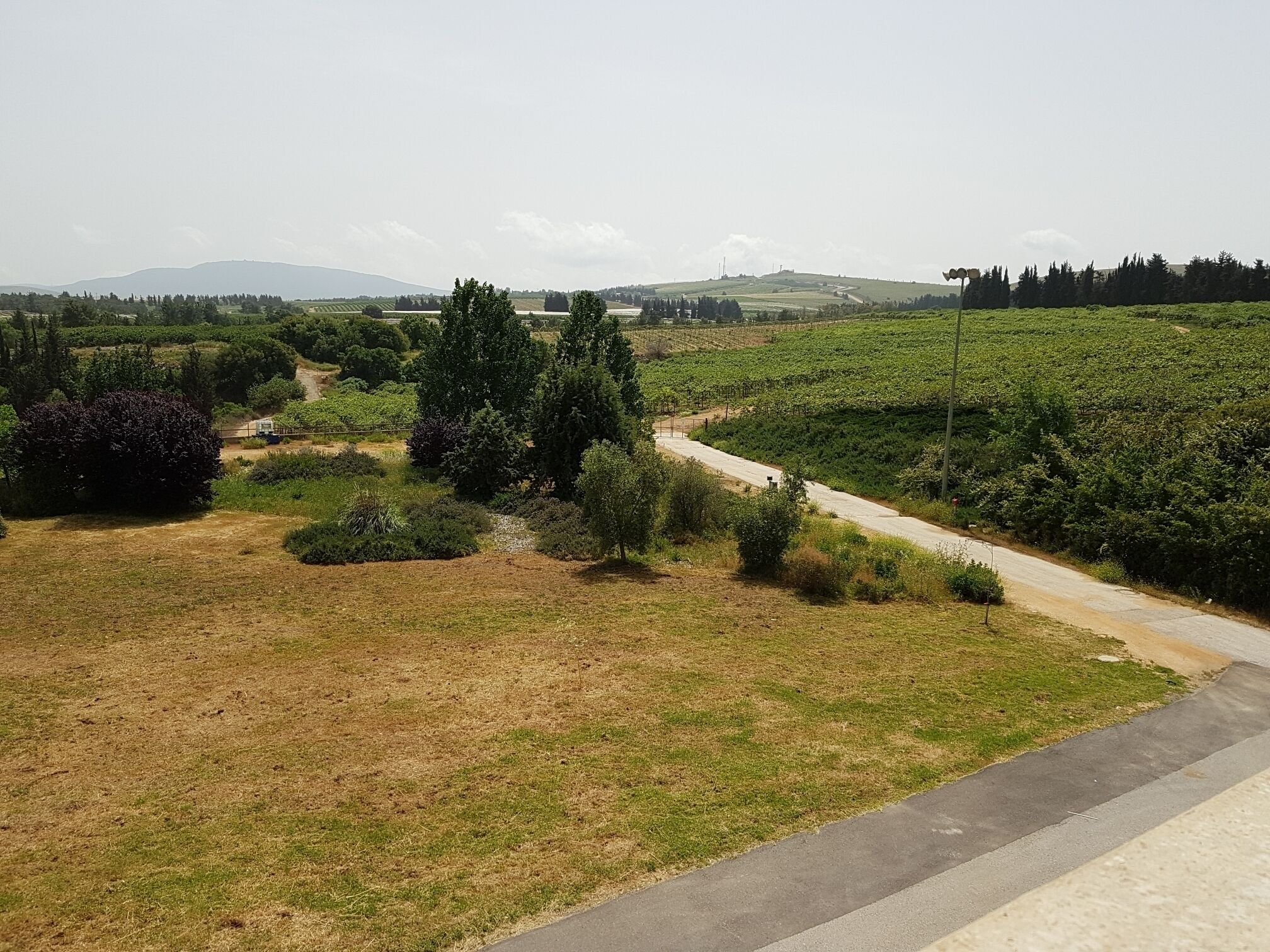 A vineyard with a dirt path, green fields, and distant hills.