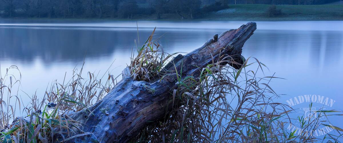 A calm lake with a fallen tree trunk in the foreground and a forested hill in the background.